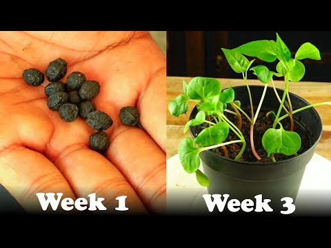 download lagu mp3 mp4 Mirabilis Jalapa Seeds, download lagu Mirabilis Jalapa Seeds gratis, unduh video klip Mirabilis Jalapa Seeds