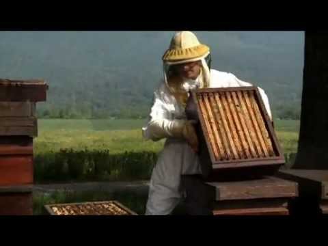 comment soigner la loque européenne