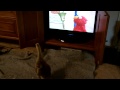 Baby Goose Watching Sesame Street
