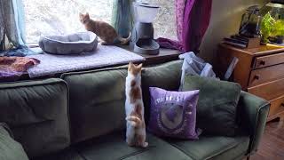 Stevie (blind) meets Wiki and Copernicus