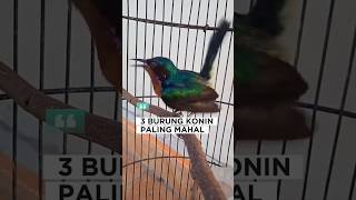 Download lagu 3 burung konin paling mahal #shorts #kicaumania mp3