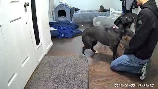Video preview image #1 Mutt Puppy For Sale in Rockville, MD, USA