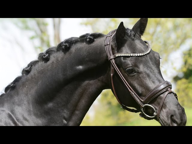 Hongre - Selle Fran&ccedil;ais - 5 ans - Dressage - France