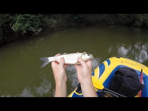 Chub fishing with lures | pescuit la clean cu voblere
