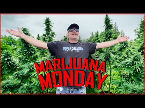 Grand Daddy Purp Marijuana Monday
