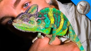 Wild Chameleons in Florida?!