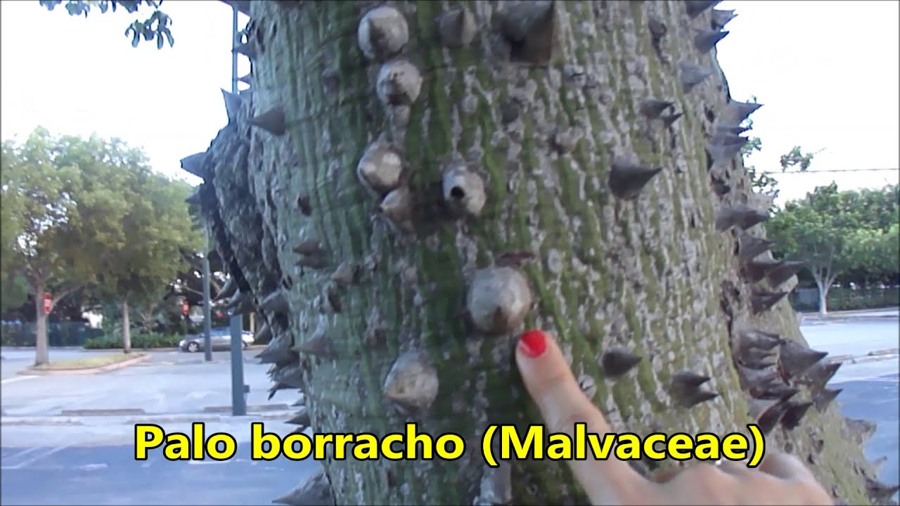 Arbol Espinoso de Algodón, chocolate, apochote, ceiba, puchote fibra para rellenos. Episodio 124