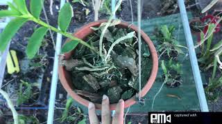 Lan rừng Buôn Đôn phiên sáng ngày 6/4/2021 Sđt 0962237739
