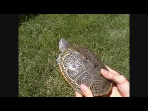 Come verificare che la tartaruga è incinta