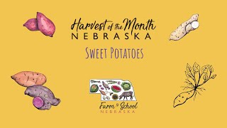 Harvest of the Month: Sweet Potatoes