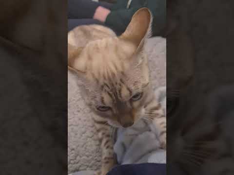 Even more snow bengal kitten kneading and purring. #shorts