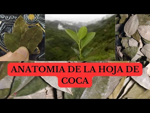 ANATOMIA DE LA HOJAS DE COCA