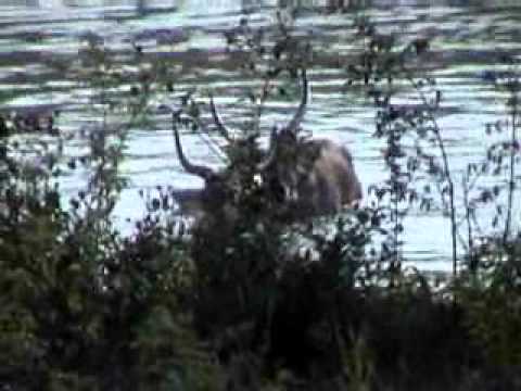 Waterbuck Fight 0001