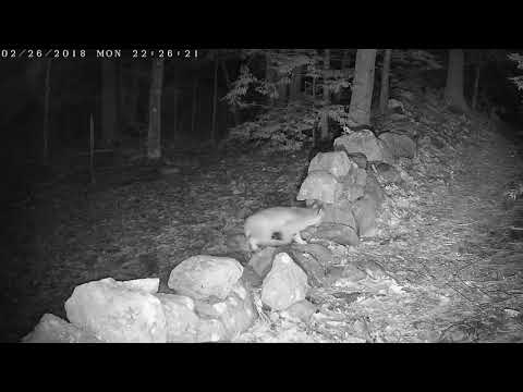 Bobcat crosses a break in a rock wall