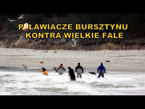 Na plaży przy  Przekop Mierzei Wiślanej pojawili się  poławiacze bursztynu.