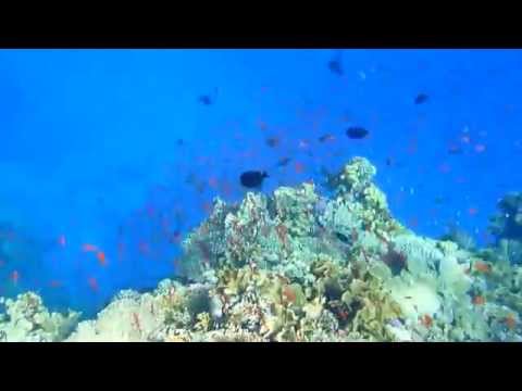 Red Sea under the Sea in Marsa Alam