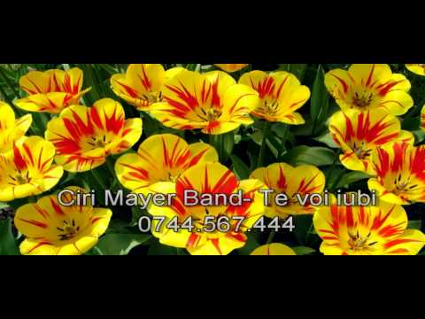 Ciri Mayer Band - Te voi iubi