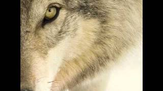 Sun Dog by Bill Miller