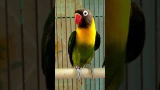Download lagu GREEN PERSONATUS LOVEBIRD || LOVEBIRD DAKORI #Shorts mp3