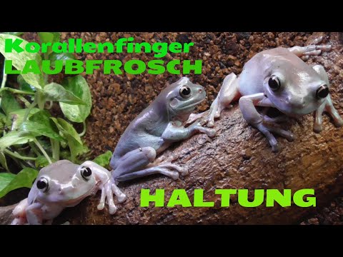 HALTUNGS BASICS KORALLENFINGER LAUBFROSCH /Litoria caerulea / GREEN TREE FROG