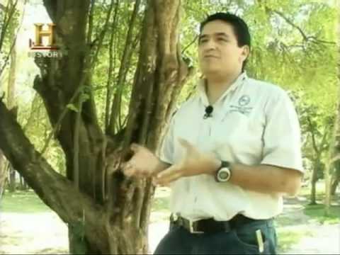 download lagu mp3 mp4 Palo Tinto, download lagu Palo Tinto gratis, unduh video klip Palo Tinto