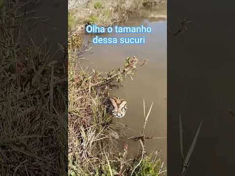 olha que perigo, cobra sucuri , gigantesca, no rio Itapicuru Bahia #agro #pesca #pescaria