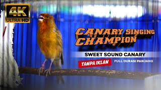 Download lagu CANARY SINGING LONG | TERAPI BURUNG KENARI CEPAT GACOR mp3