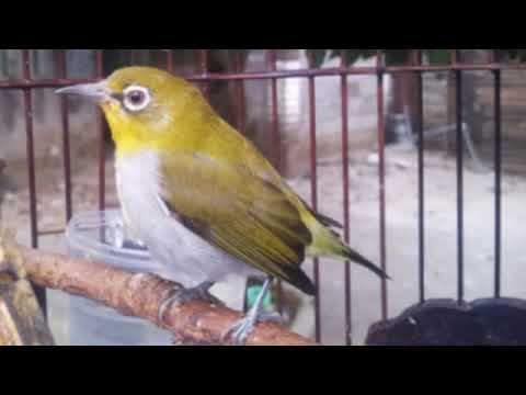 download lagu mp3 mp4 Suara Pleci Betina Pemikat, download lagu Suara Pleci Betina Pemikat gratis, unduh video klip Suara Pleci Betina Pemikat