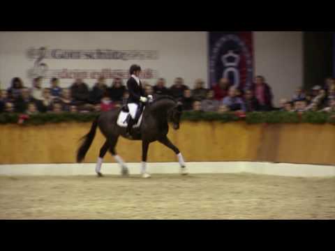 Honoré du Soir *2012 by Easy Game - Latimer (Stallion Show Sosath 2017)