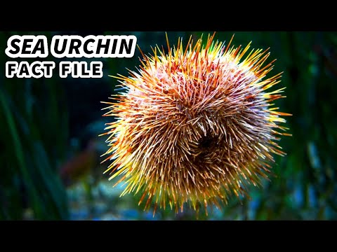 Sea Urchin Facts: a Marine VACUUM Cleaner | Animal Fact Files