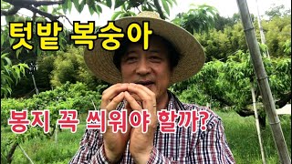텃밭 복숭아 반드시 봉지를 씌워야 할까요?
