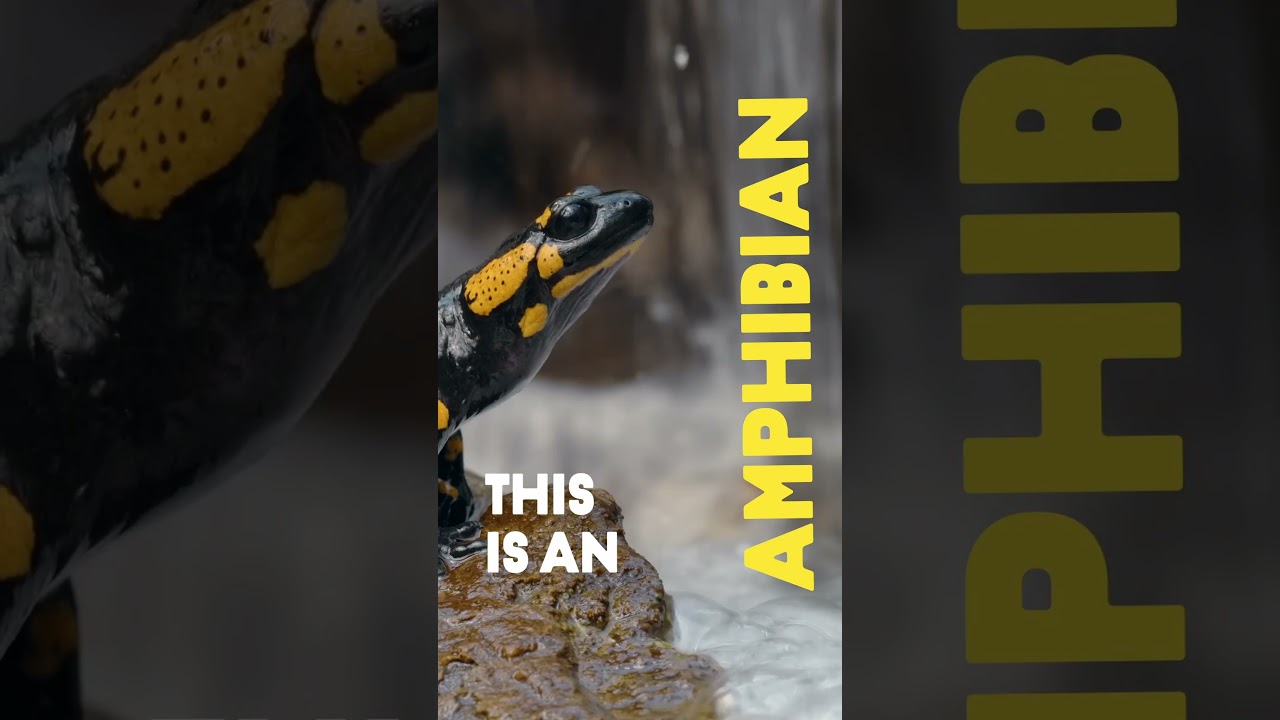 Amphibians