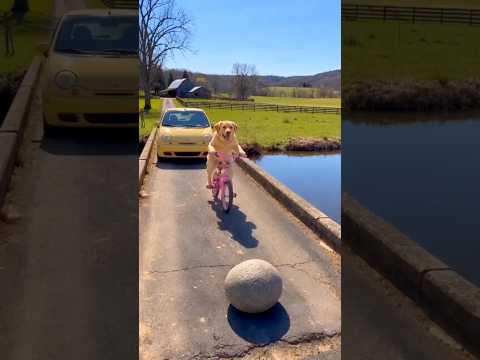 just wait😂 #dog #funny #shortvideos