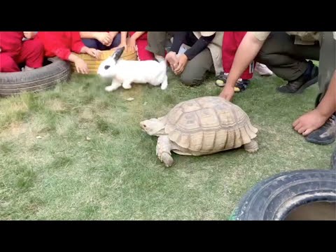 Tortoise outraces a hare, like in a fable