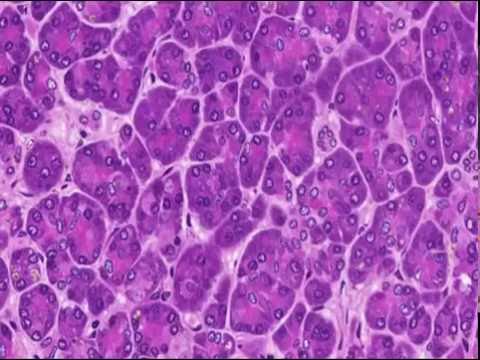 Histology of the Pancreas: Endocrine and Exocrine