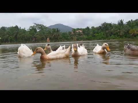 රමනීය දසුනක්