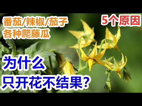 【西红柿/辣椒/茄子/各种瓜】只开花不结果🥀的5个主要原因，解决办法, 开花结果期的肥料