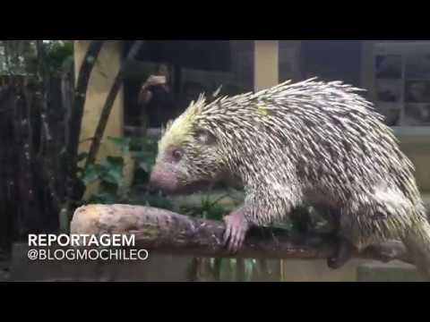 Mochileo Igarassu - Charles Darwin (animais)