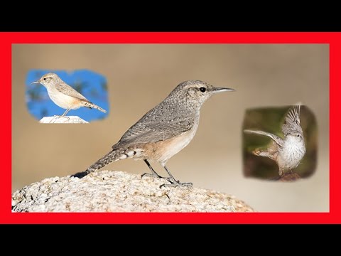 Oriešok skalný (Salpinctes obsoletus) — správanie, biotop a hlas