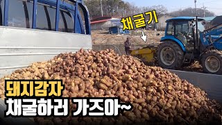 돼지감자(뚱딴지) 채굴기로 수확하기