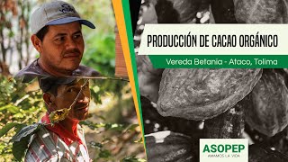 Producción de Cacao Orgánico: Vereda Betania (Ataco)