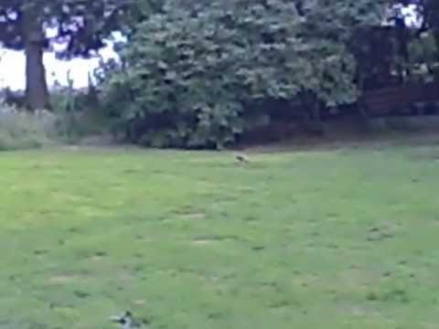 Manfred und Rosi 2 Bardinos beim Toben