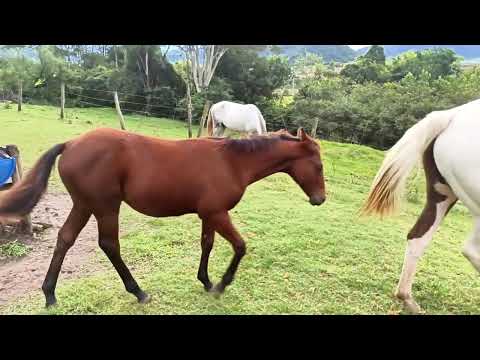 Sítio à venda na região de Rifaina e Pedregulho/SP | 60 ha com água e estrutura completa