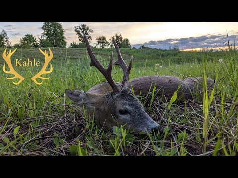 Alter kapitaler Sechser bei der Pirsch gestreckt! - Videotagebuch Bockjagd 2021 Folge 2