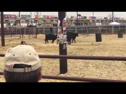Levi - Denver National Western 2017