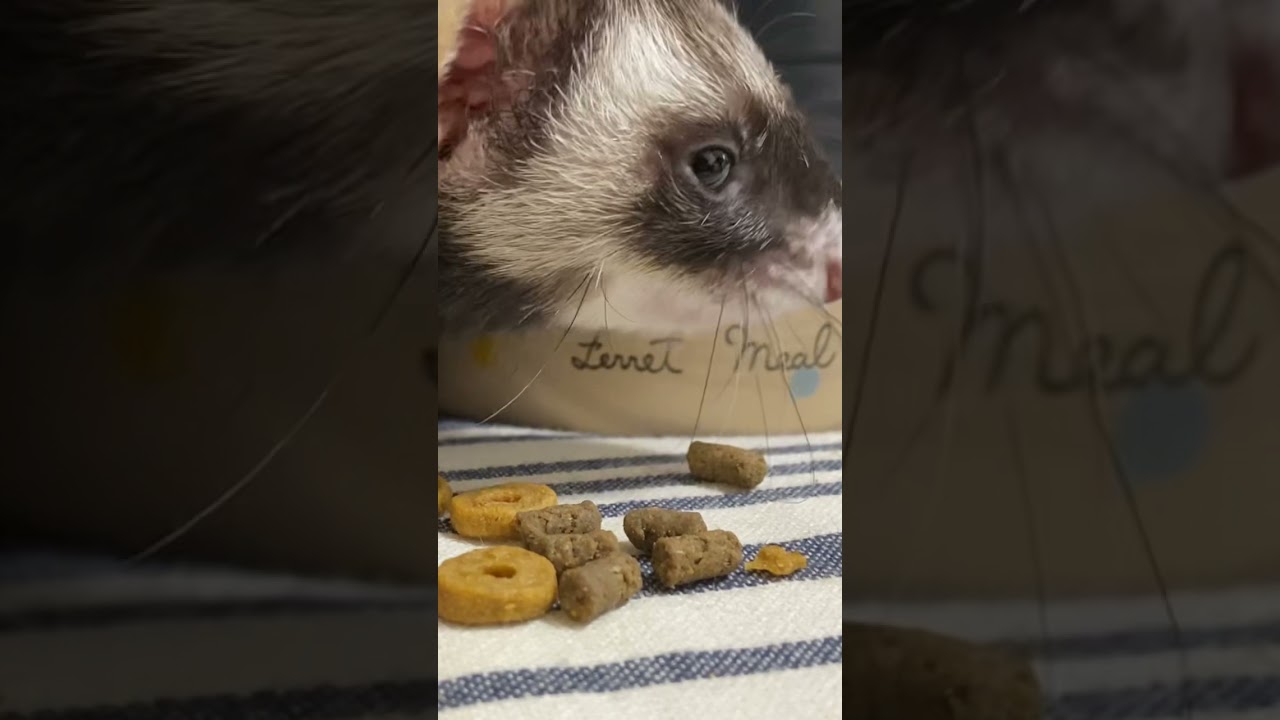 【咀嚼音】フェレット