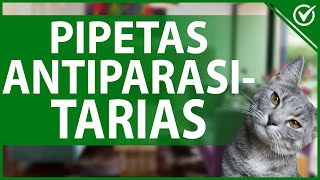 🐈 Pipetas Antiparasitarias para Gatos - Ventajas, Frecuencia y Cómo aplicarlas 🐈