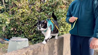 Nami’s First Walk in Our Garden in Japan. 日本の家のお庭で初めて猫がお散歩しました。