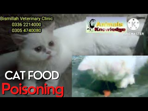 Cat food poisoning | Sign, symptoms, treatment and diagnosis of cat poisoning| Dr Murtaza Khalil