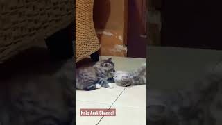 Download lagu Gara-garanya hujan dimalam minggu mp3